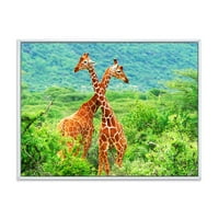 Два Жирафа, Борещи Се В Буйни Зелени Диви Рамкирани Живопис Платно Изкуство Печат